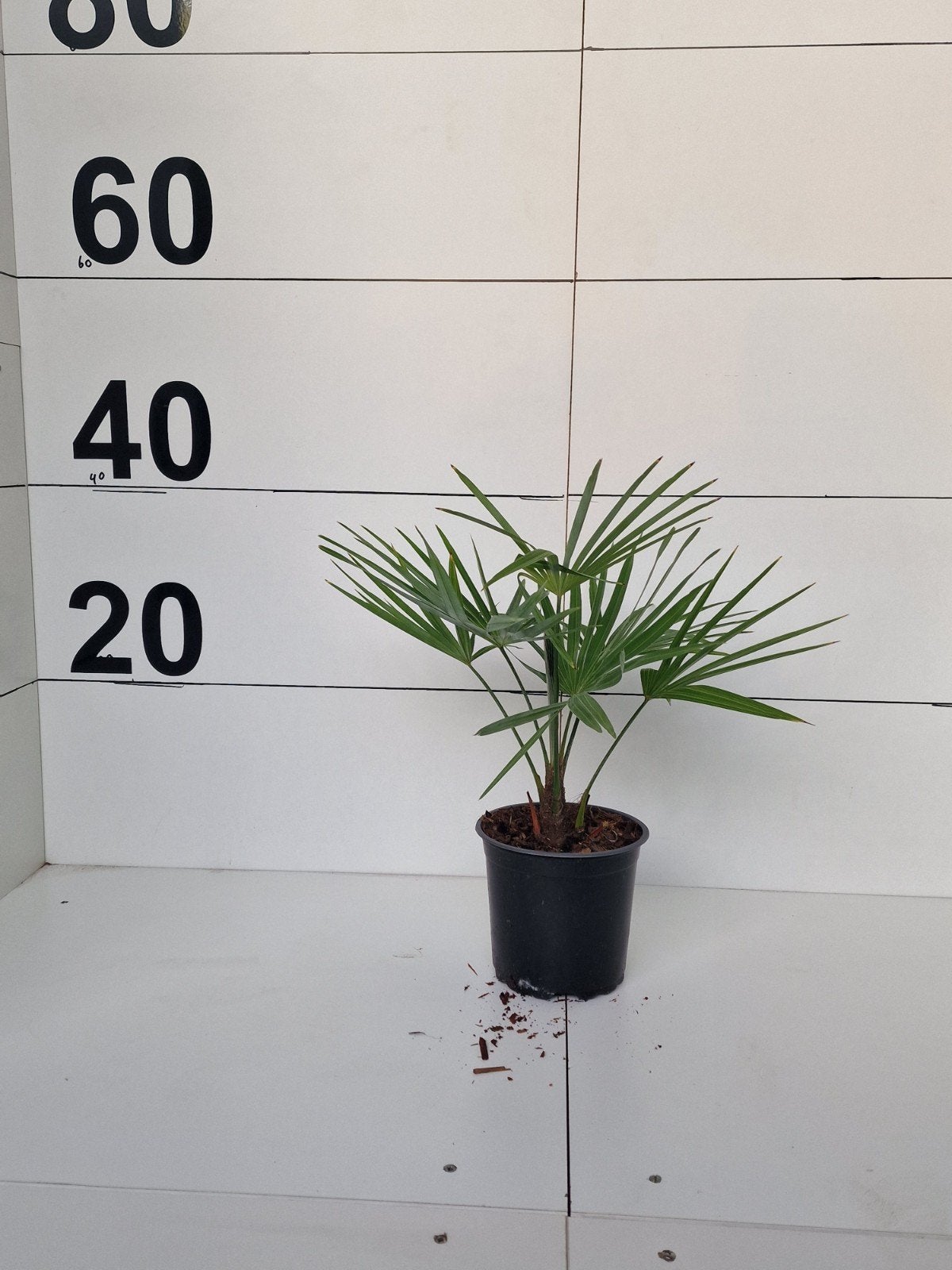 Trachycarpus princeps 'New Form' x princeps - Zeldzame Palm, Ophalen of Verzenden