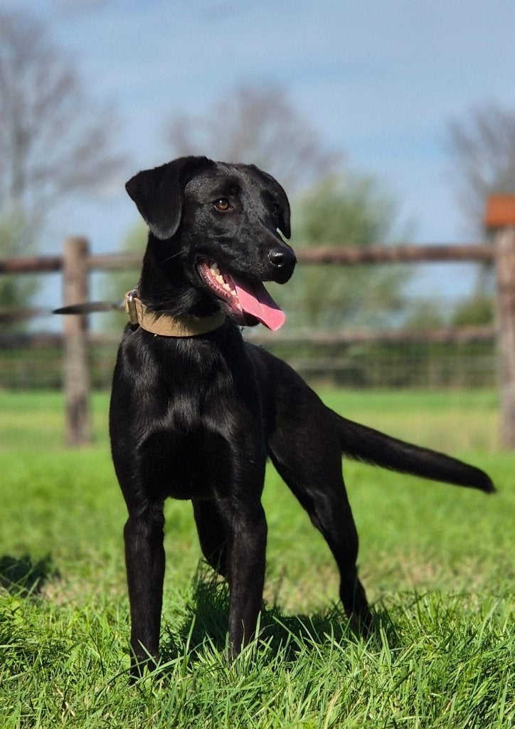 Labrador x Mechelse herder, Dieren en Toebehoren, 15 weken tot 1 jaar, Teef, Eén hond, CDV (hondenziekte)