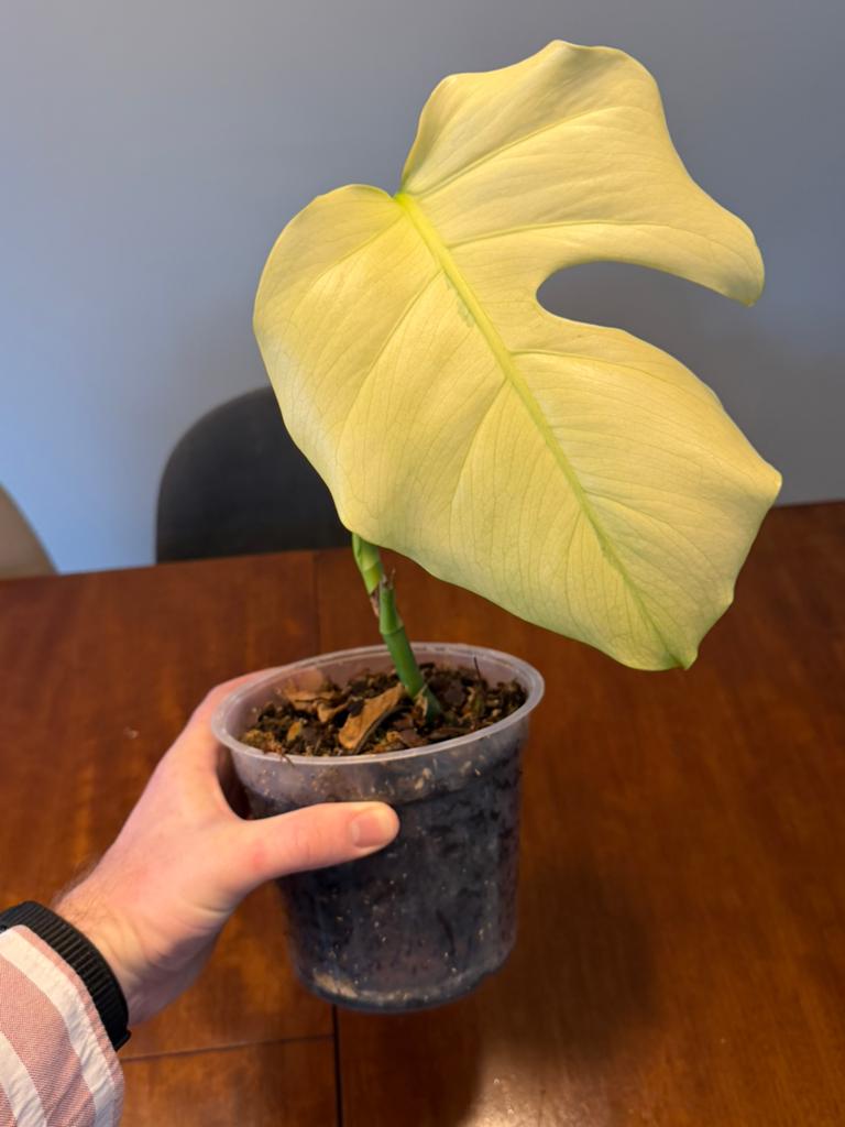 Monstera blue mint, Ophalen of Verzenden, Overige soorten, Volle zon