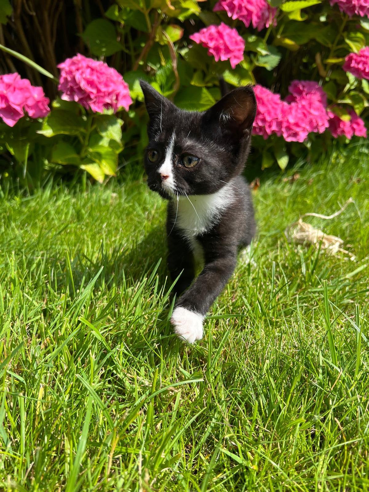 Schattige, aanhankelijke kitten te koop!, Poes, Kortharig, 0 tot 2 jaar