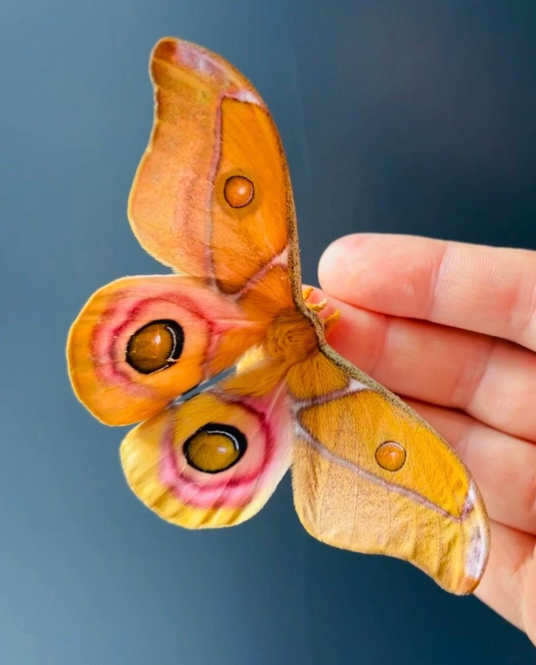 Antherina suraka rupsen, Dieren en Toebehoren, Insecten en Spinnen, Vlinders of Rupsen