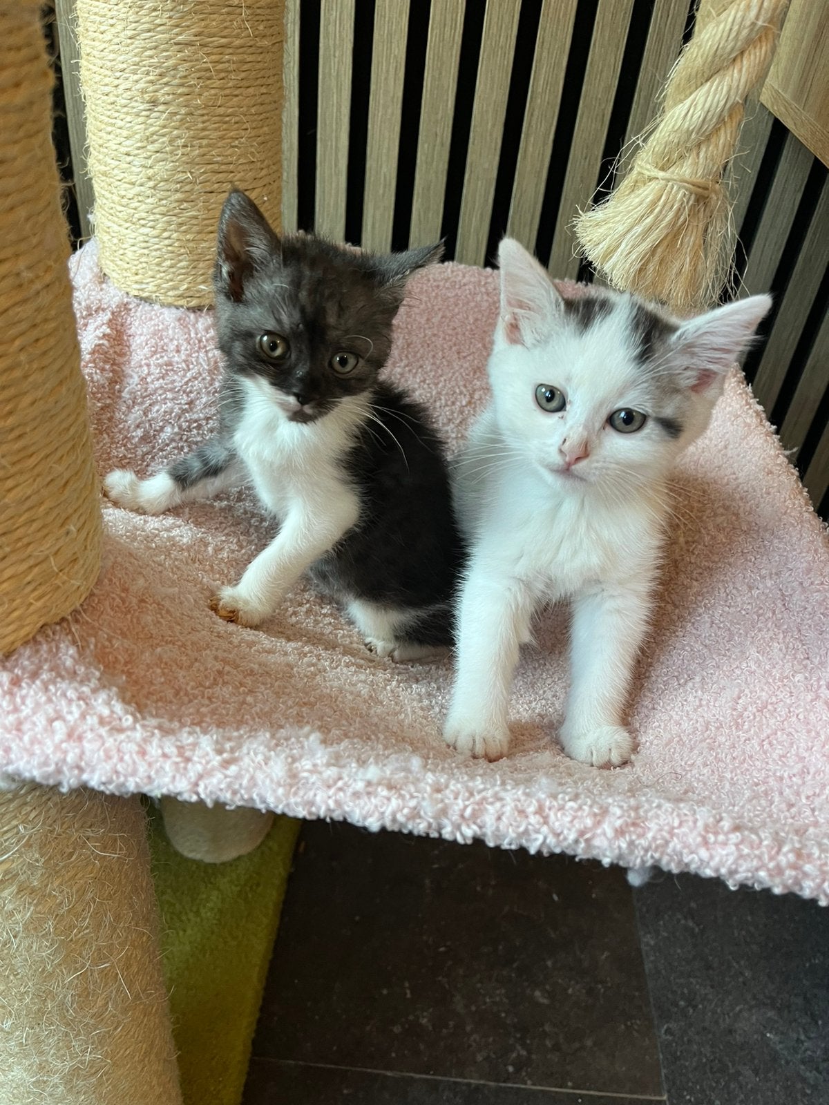 Brits/europese mix mogen verhuizen !, Dieren en Toebehoren, Katten en Kittens | Raskatten | Korthaar, Meerdere dieren, Ontwormd