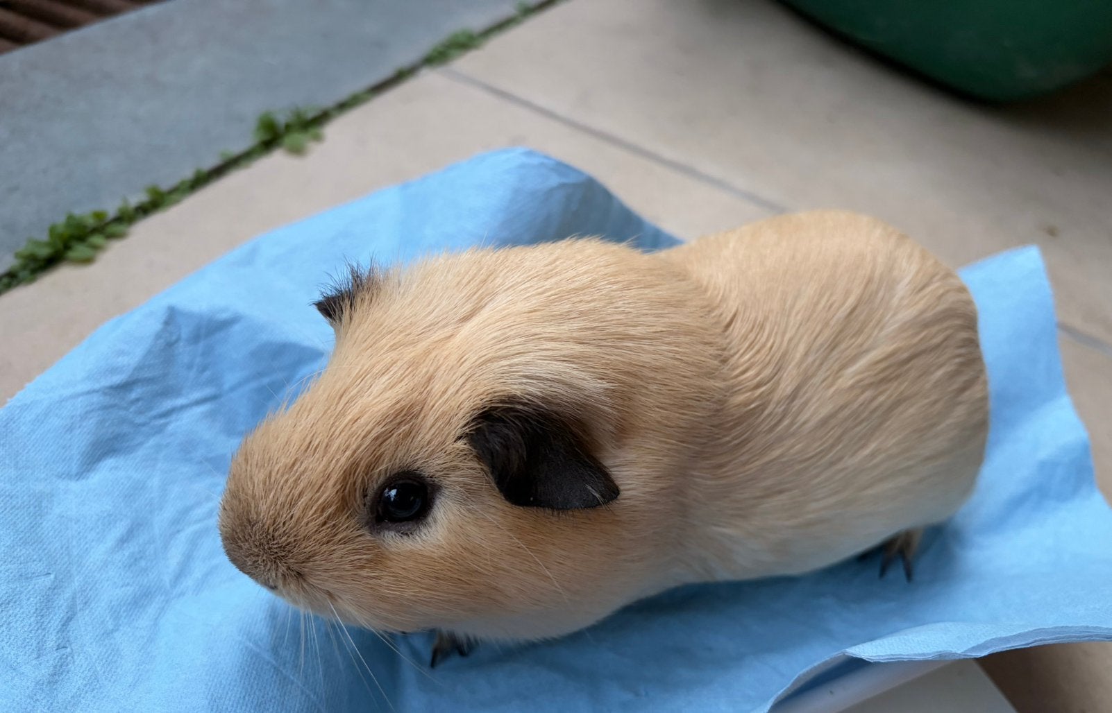 2 super lieve California beertjes, Cavia, April, Mannelijk, Tam