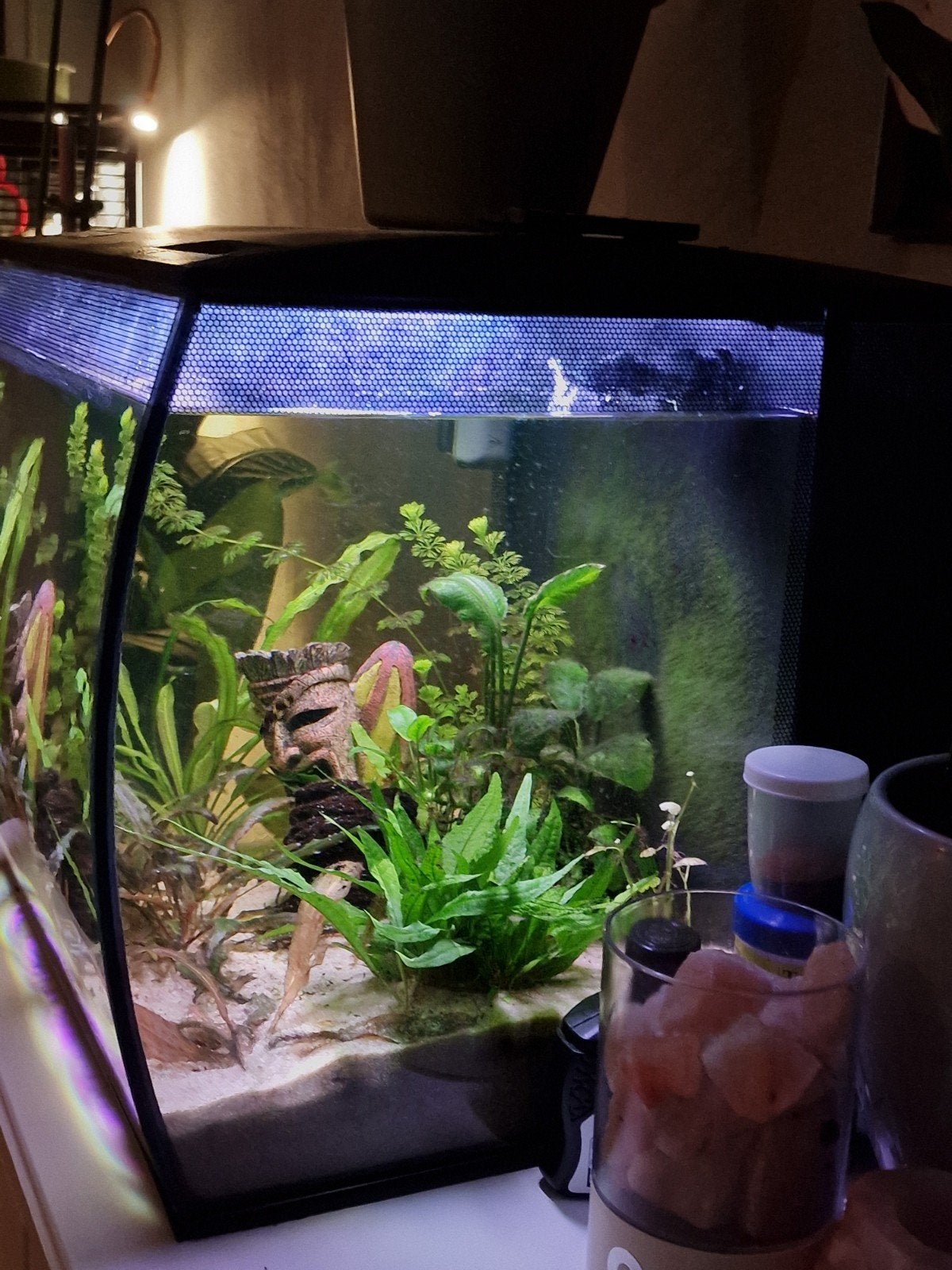 panorama  aquarium #met dwerg ciclide . bijtjes en algeter, Vis, Zoetwatervis