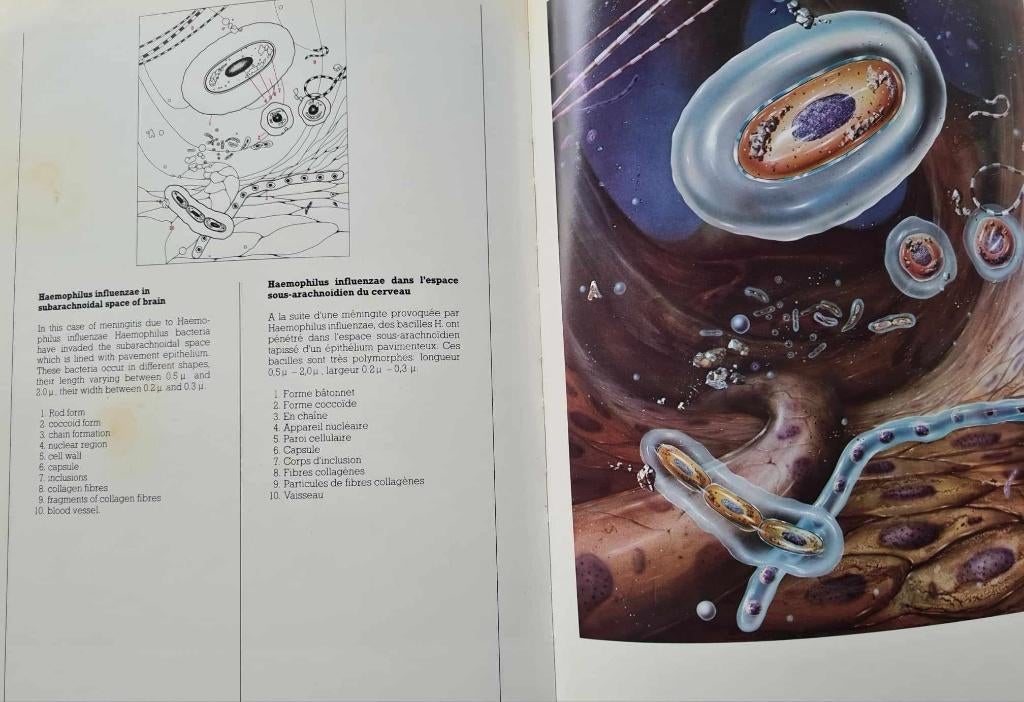 Ars Bacteriologica -Bayer, Ophalen of Verzenden, Zo goed als nieuw, Natuurwetenschap