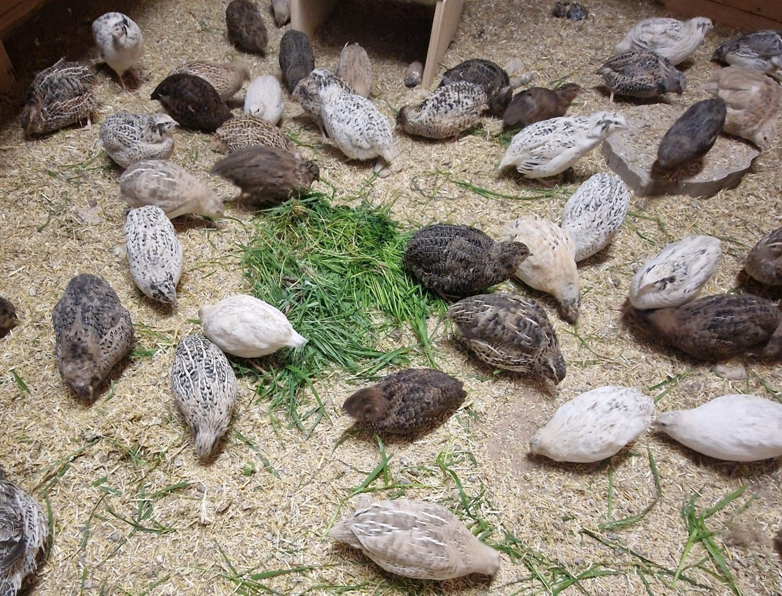 Gezocht Japanse kwartels, Dieren en Toebehoren, Vrouwelijk, Overige soorten