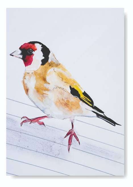 zoek parva  putter man gezocht, Meerdere dieren, Wildzangvogel, Geringd