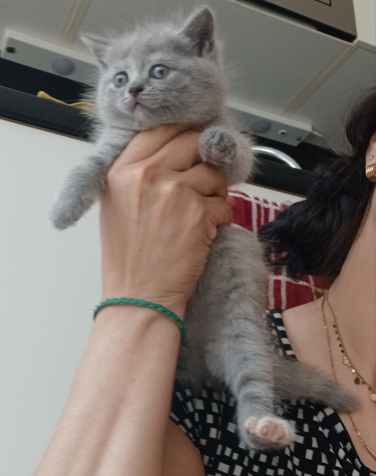 Prachtige Britse Korthaar kittens, Ontwormd, 0 tot 2 jaar