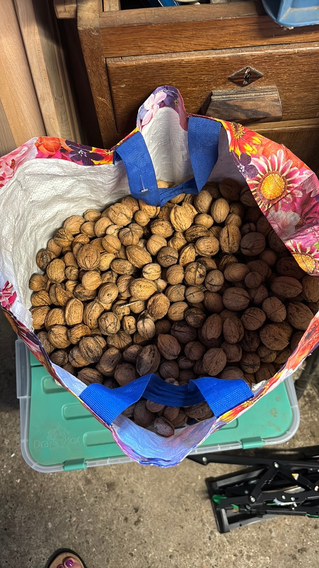 Walnoten 12 kg vers van 2025, Ophalen of Verzenden
