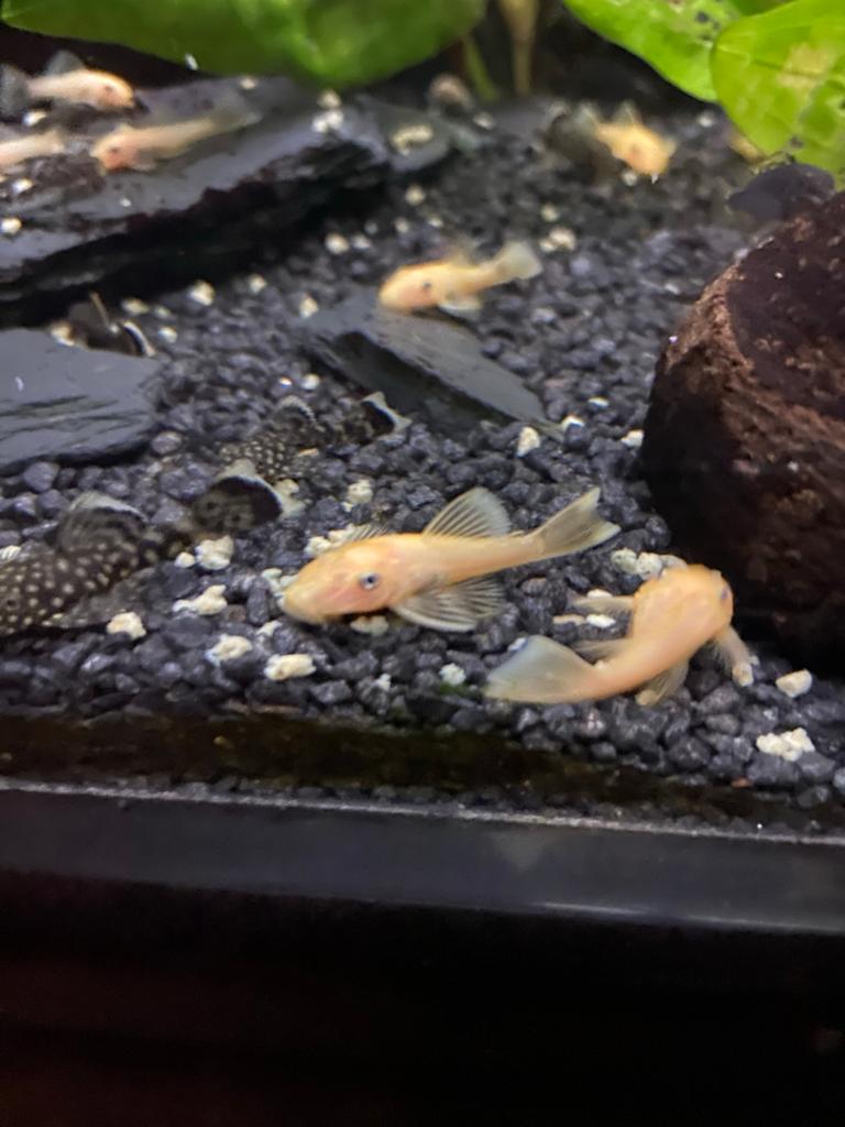 Ancistrus Gold, Vis
