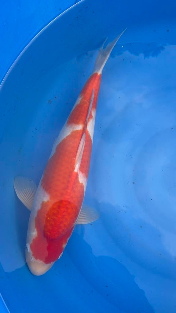 te koop kohaku