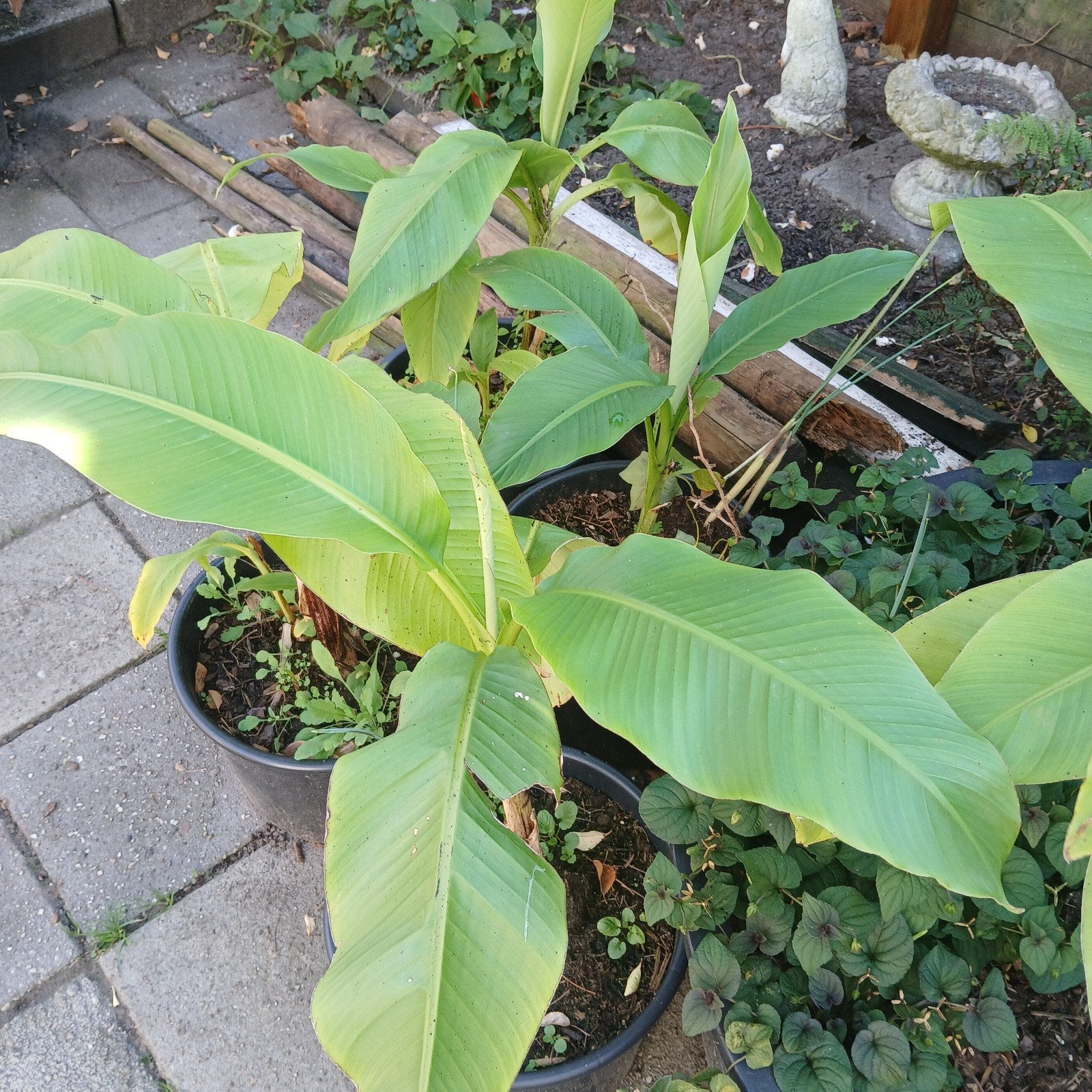 Musa Bashoo bananenplanten, Tuin en Terras, Ophalen, Overige soorten, Volle zon