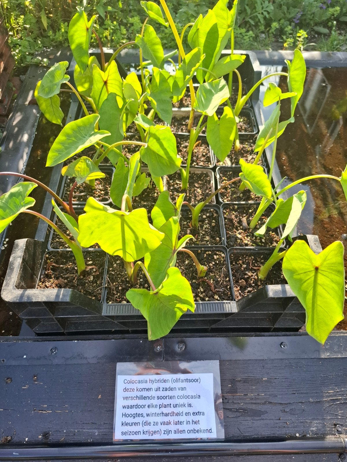Colocasia hybride *Afhaal prijs*, Tuin en Terras, Planten | Tuinplanten, Ophalen, Vaste plant, Volle zon