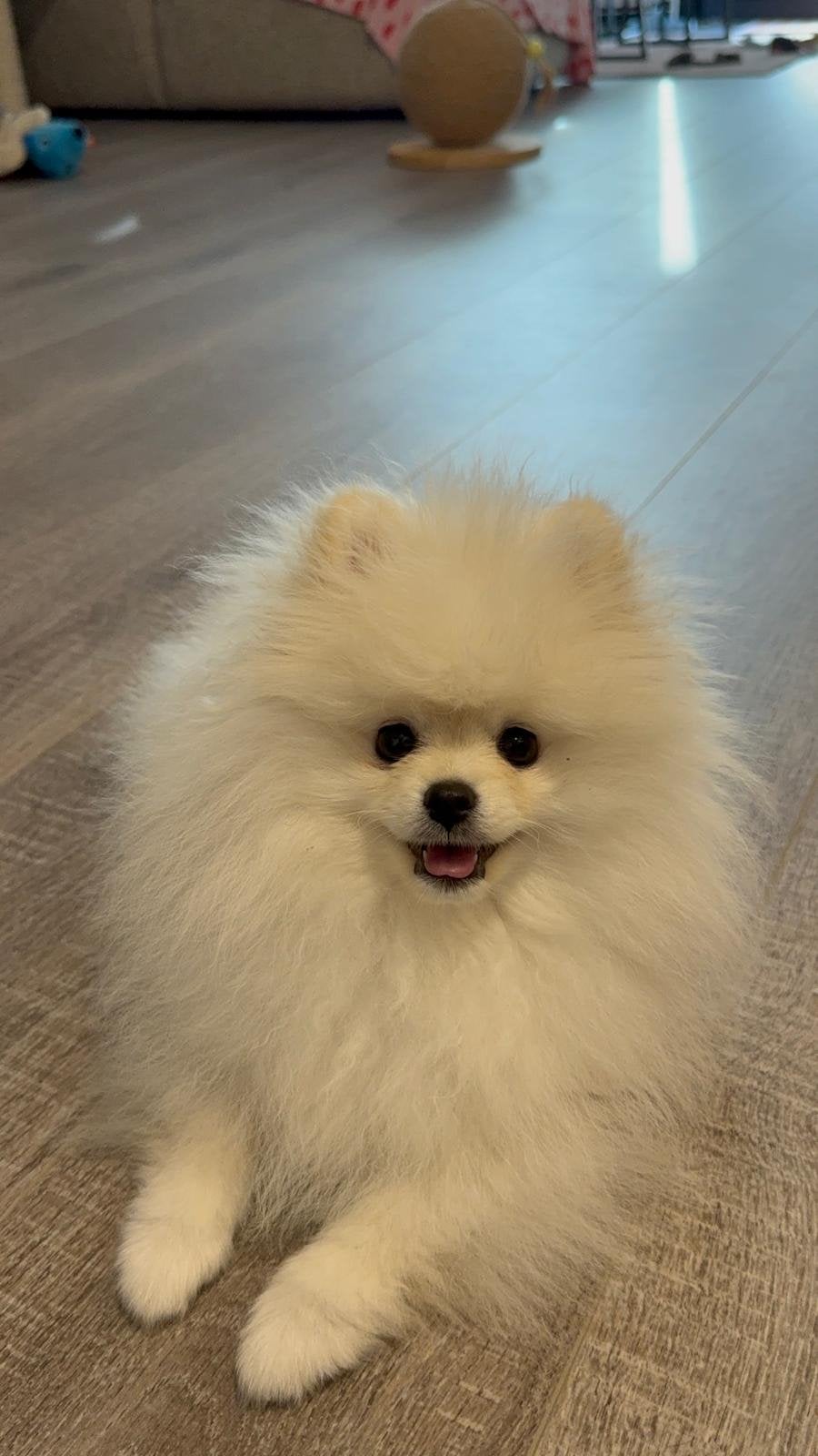 Pomeriaan pup, Keeshond, 15 weken tot 1 jaar, Reu, CDV (hondenziekte)