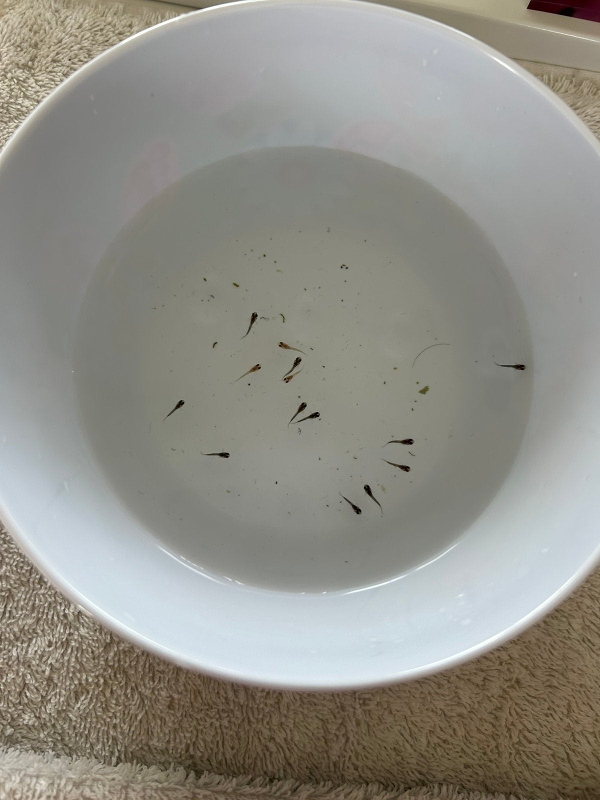 25 Baby visjes, Dieren en Toebehoren, Vis, Zoetwatervis