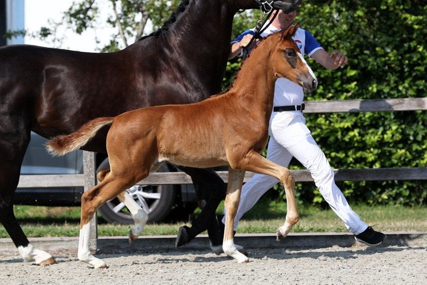Merrieveulen Obsession Taonga x Elite van Charmeur, Dieren en Toebehoren, Merrie, Met stamboom, Dressuurpaard, 0 tot 2 jaar