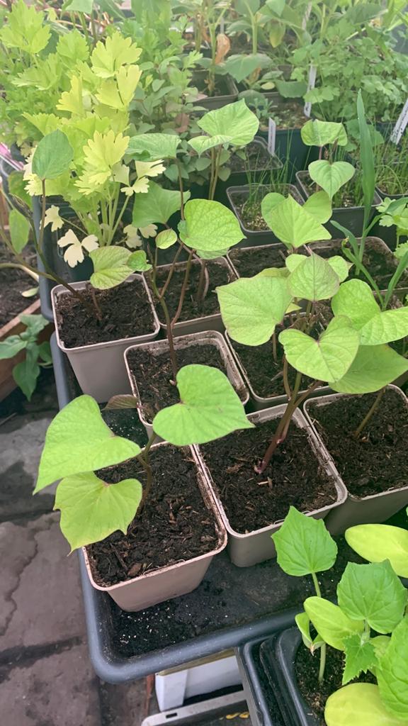 Zoete aardappelplanten, Ophalen, Eenjarig, Groenteplanten, Volle zon