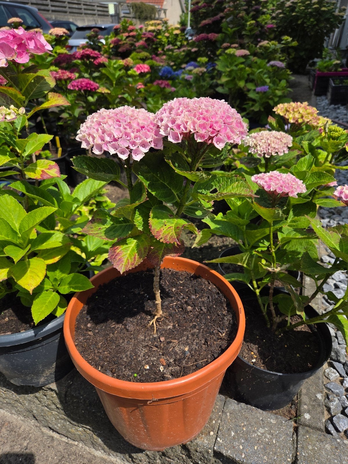 Hortensia's Diverse, Ophalen, Overige soorten, Halfschaduw