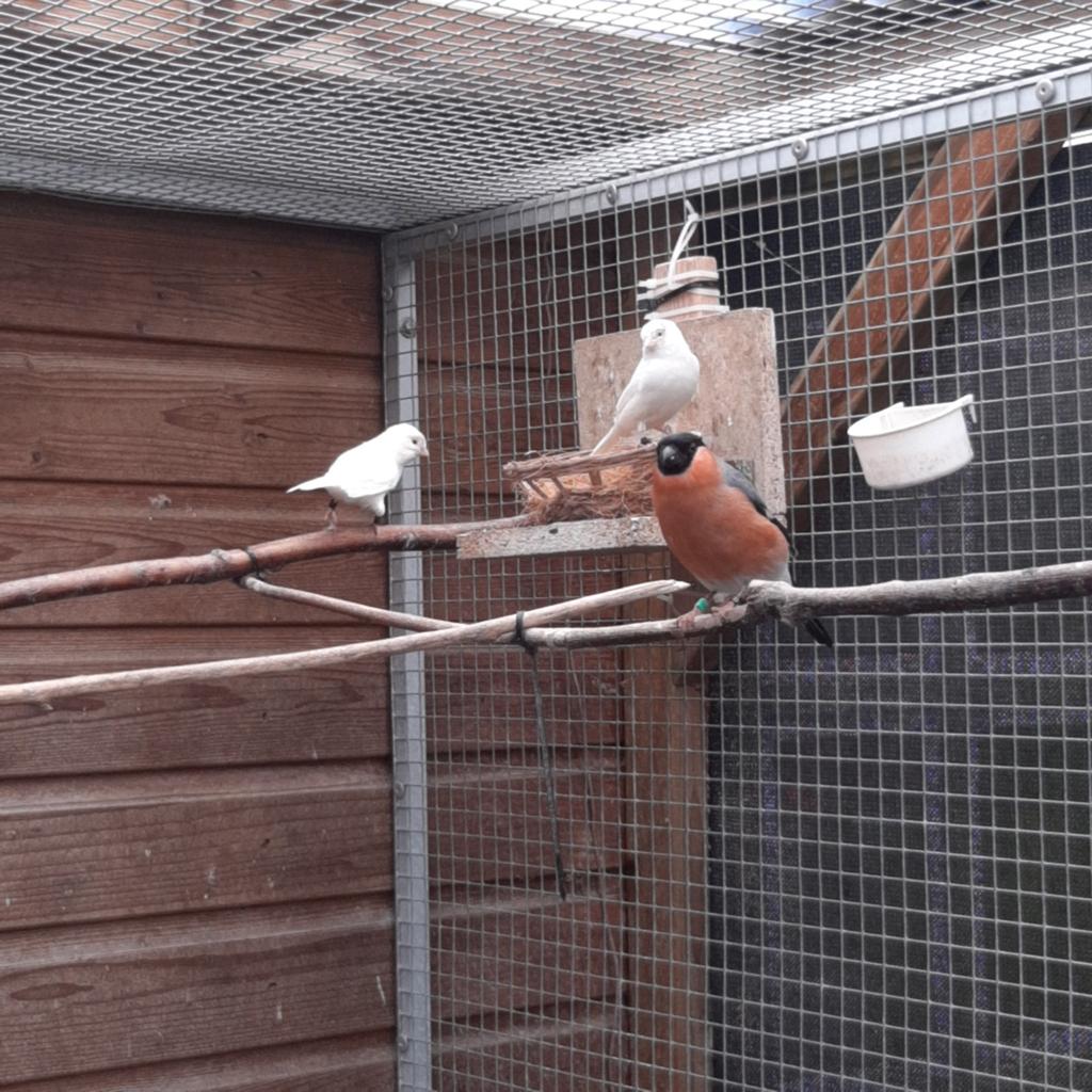 noorse goudvink man wildkleur 2025 wegens inkrimping hobby, Mannelijk, Wildzangvogel, Geringd