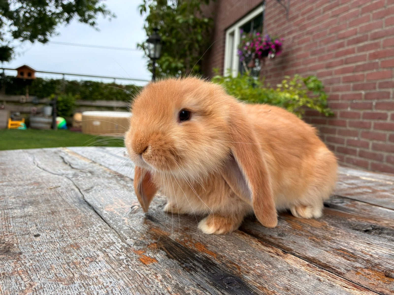 *Raszuiver oranje Franse Hangoor rammetje*, Dieren en Toebehoren, Mannelijk, Groot, Hangoor