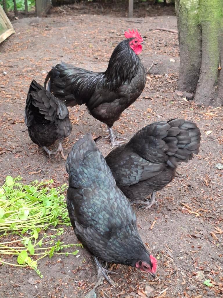 Broedeieren eieren australorp kriel, Dieren en Toebehoren, Pluimvee, Kip, Geslacht onbekend