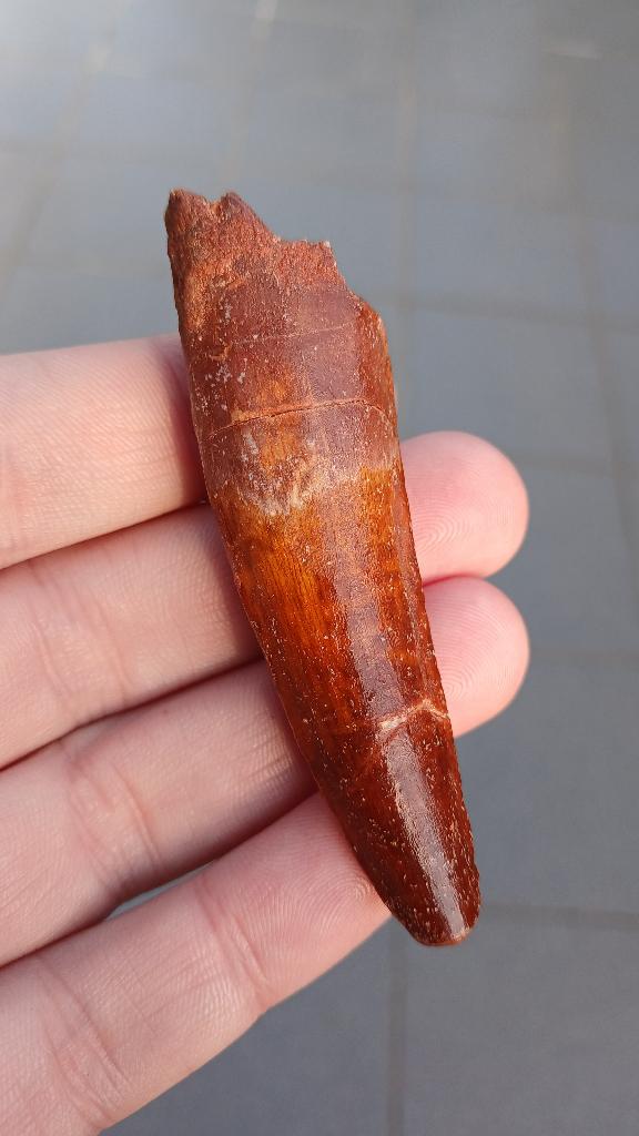 Spinosaurus tand 7,5 cm uit Marokko dinosaurus fossiel, Ophalen of Verzenden, Fossiel