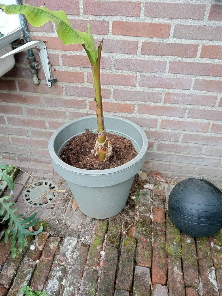 Musa basjoo, Tuin en Terras, Ophalen, Volle zon, Overige soorten, Minder dan 100 cm