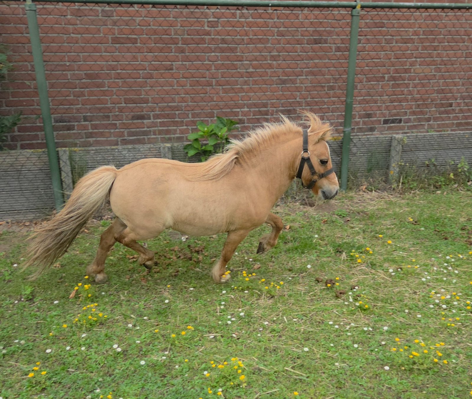 Nieuw zeer mooie kleine creame dun hengstje, Hengst, A pony (tot 1.17m), 7 tot 10 jaar