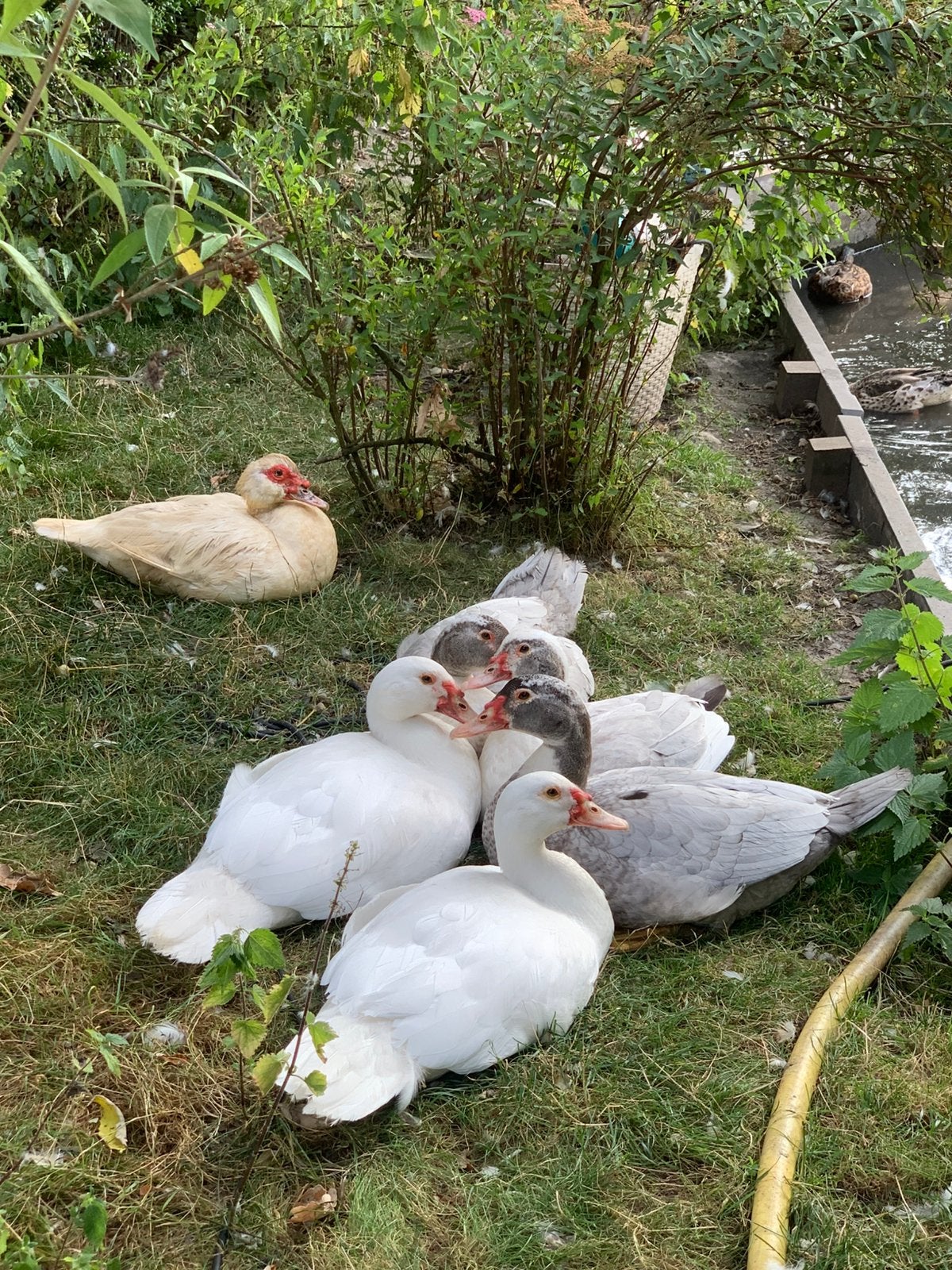 Vijf muskuseenden te koop, Dieren en Toebehoren, Meerdere dieren, Eend