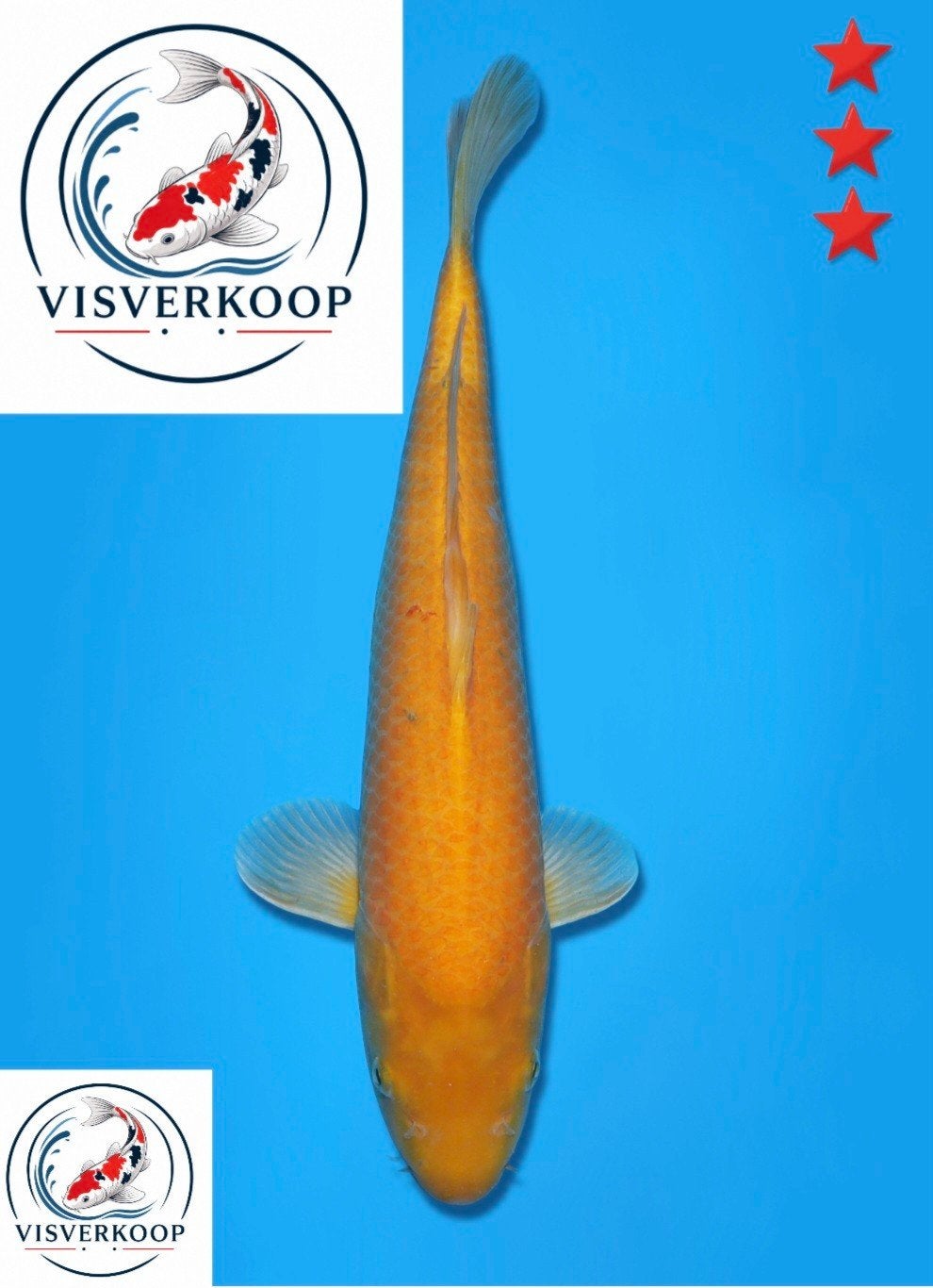 Koi Karashigoi., Dieren en Toebehoren, Karper of Koi