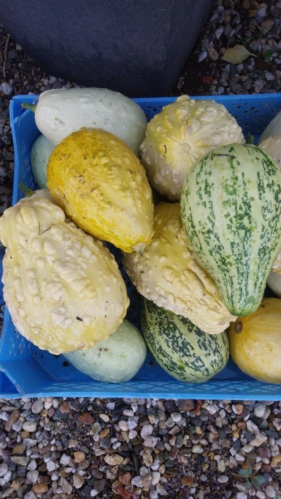 sierkalabassen en pompoenen, Tuin en Terras, Ophalen