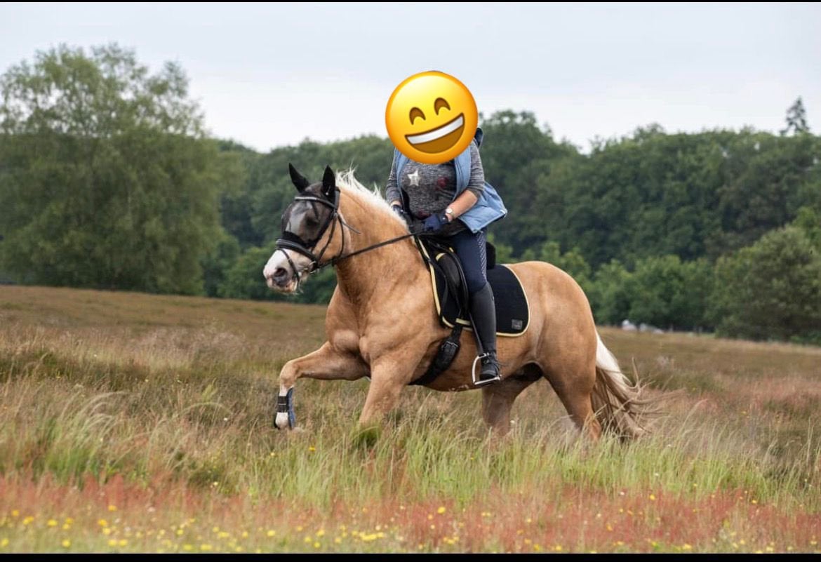 Dressuurmatige verzorger/leaser gezocht 20+ jaar, 1 paard of pony