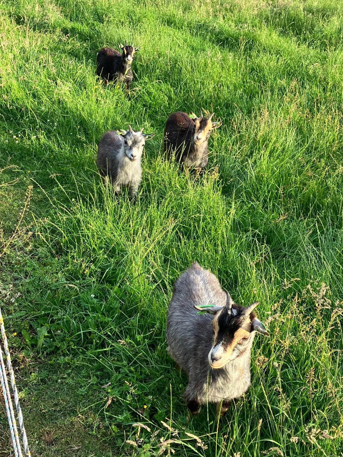 Jonge blauwschimmel tan geitjes cae/cl vrij, Dieren en Toebehoren, Schapen, Geiten en Varkens, Vrouwelijk, Geit