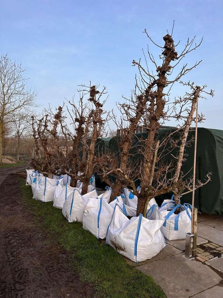 Oude Perenbomen: Conference & Gieser Wildeman, Tuin en Terras, Ophalen, Lente, Volle zon, 250 tot 400 cm