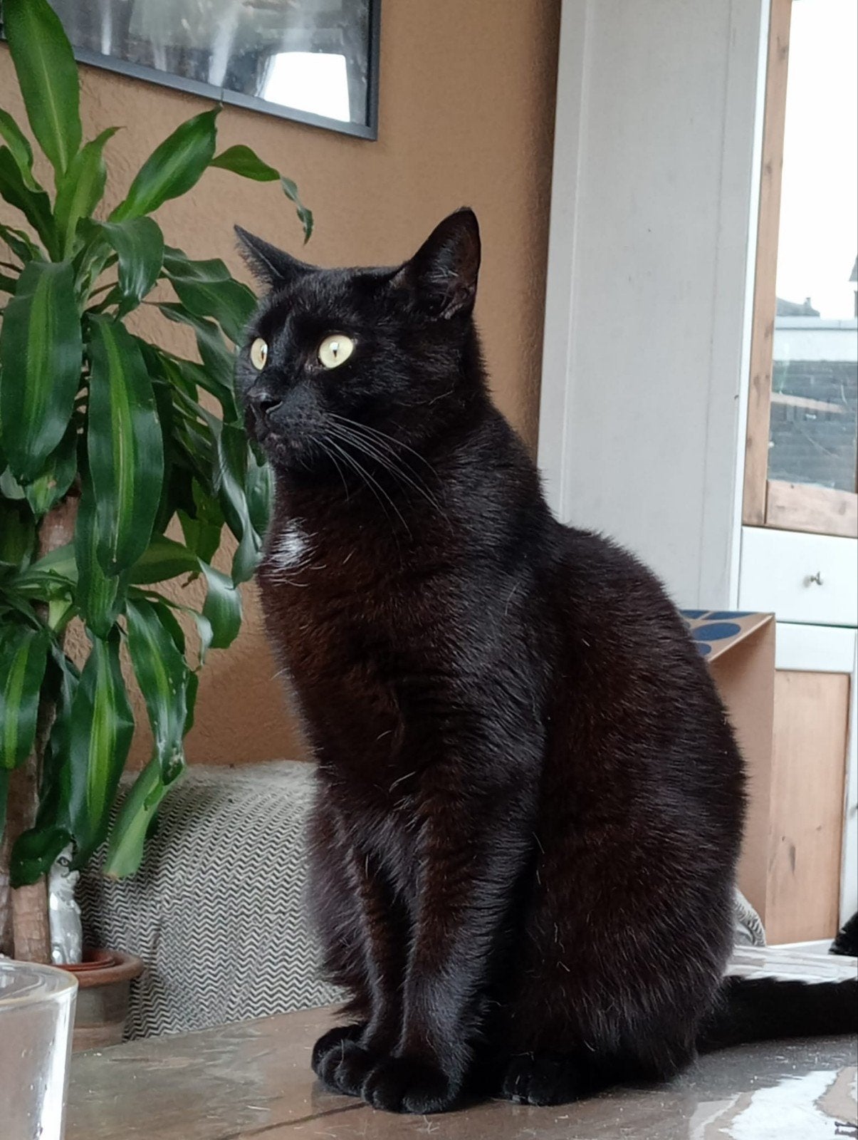 Blackie 4 jaar ,geholpen enz.  ,lees de advertentie goed, Kater