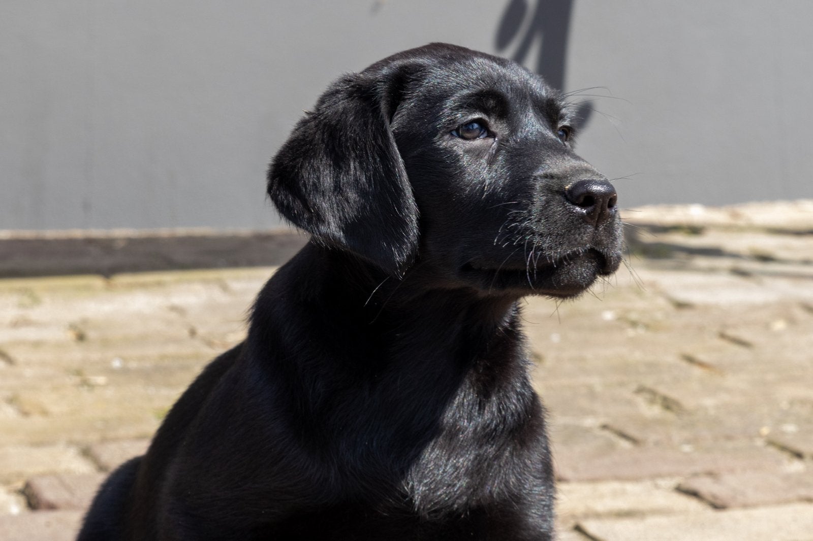 Vrolijke raszuivere labrador retriever pups, Dieren en Toebehoren, Parvo, 8 tot 15 weken, Labrador retriever, Meerdere