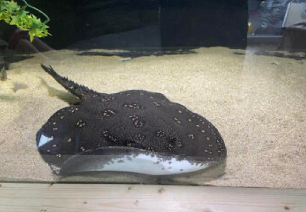 Potamotrygon motoro 30 cm, Dieren en Toebehoren, Vissen | Aquariumvissen, Vis