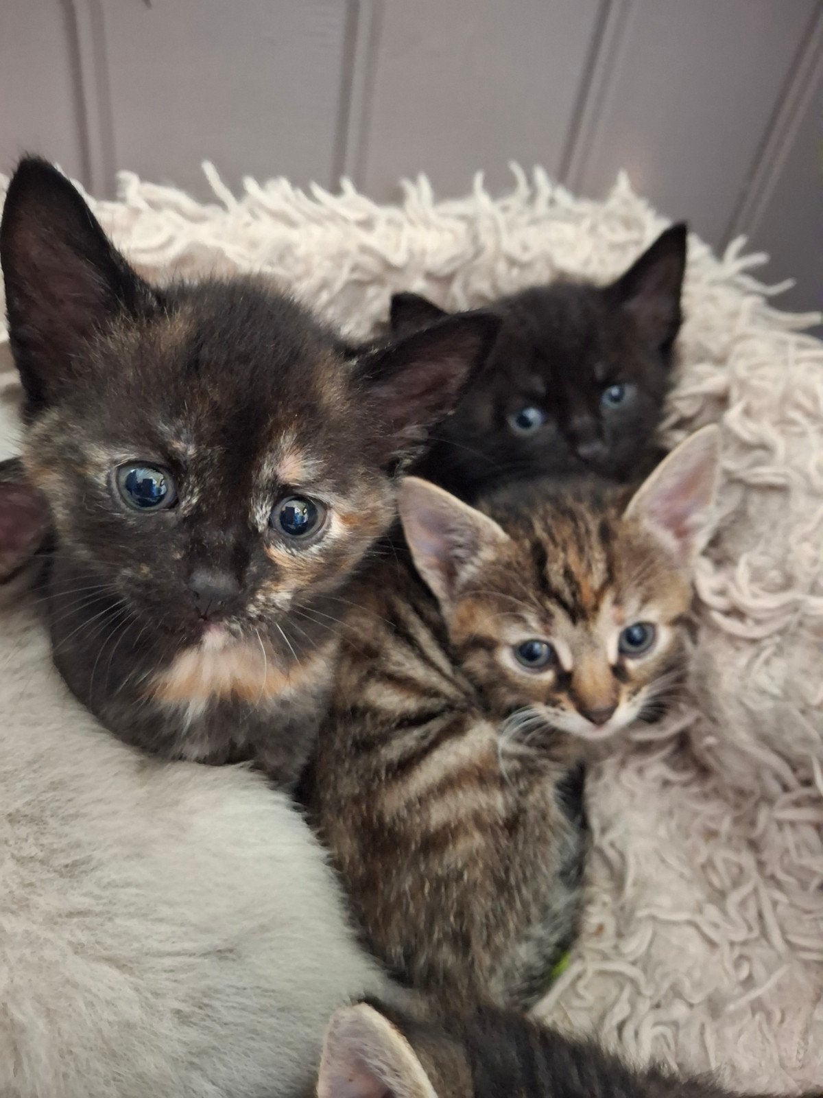 Prachtige lieve kittens, Meerdere dieren, Kortharig, 0 tot 2 jaar