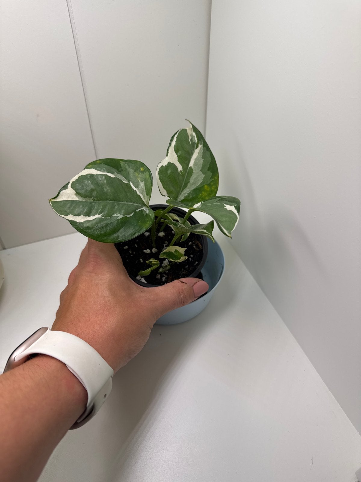 Epipremnum N'Joy - Nr 3 met veel nieuwe uitlopers, Ophalen, Overige soorten, Halfschaduw, In pot