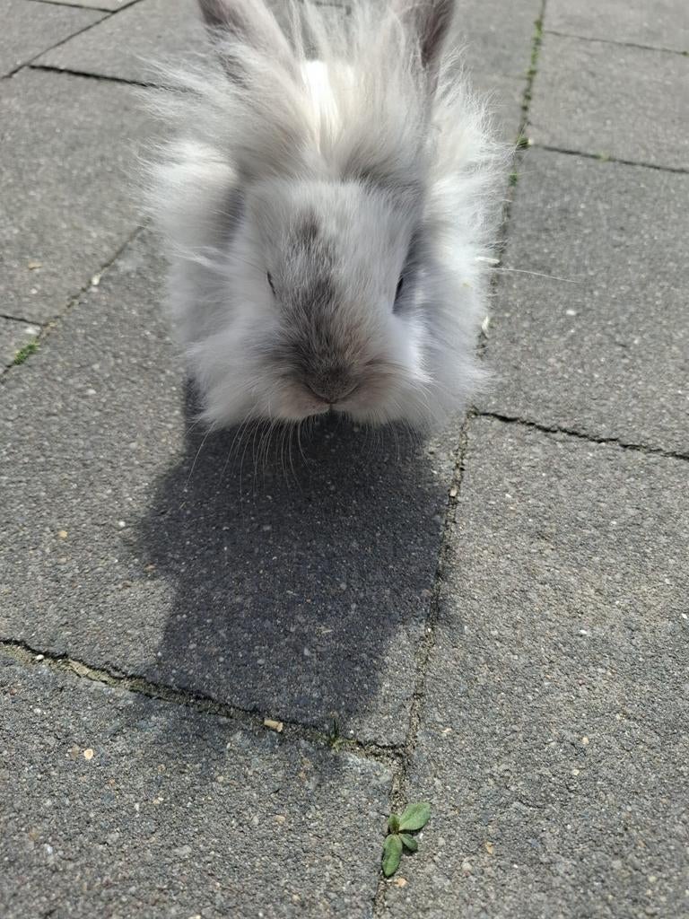 Lief vrouwtjes konijn, Dieren en Toebehoren, Konijnen, Vrouwelijk