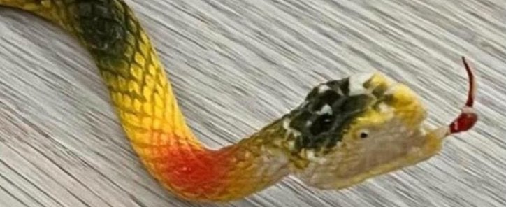 Vrolijke Gekleurde Speelgoed Slang - 41 cm, Ophalen of Verzenden, Gebruikt, Reptiel of Amfibie, Beeldje of Figuurtje