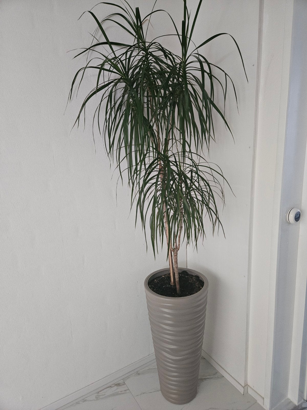 binnenplant, Ophalen, Overige soorten, Halfschaduw, Minder dan 100 cm