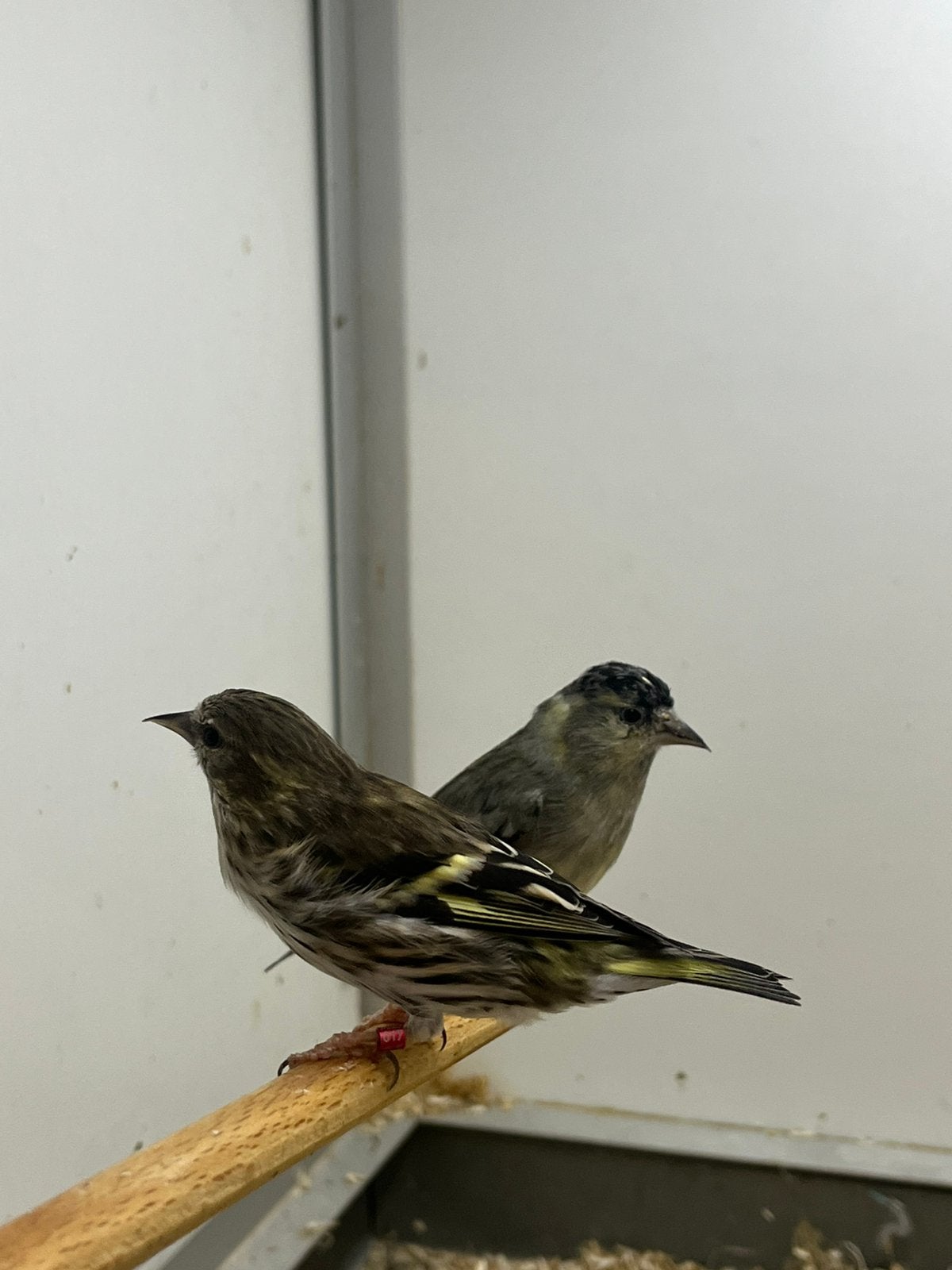 1-1 Europese Sijs Ivoor, Dieren en Toebehoren, Vogels | Overige Vogels, Meerdere dieren, Wildzangvogel, Geringd