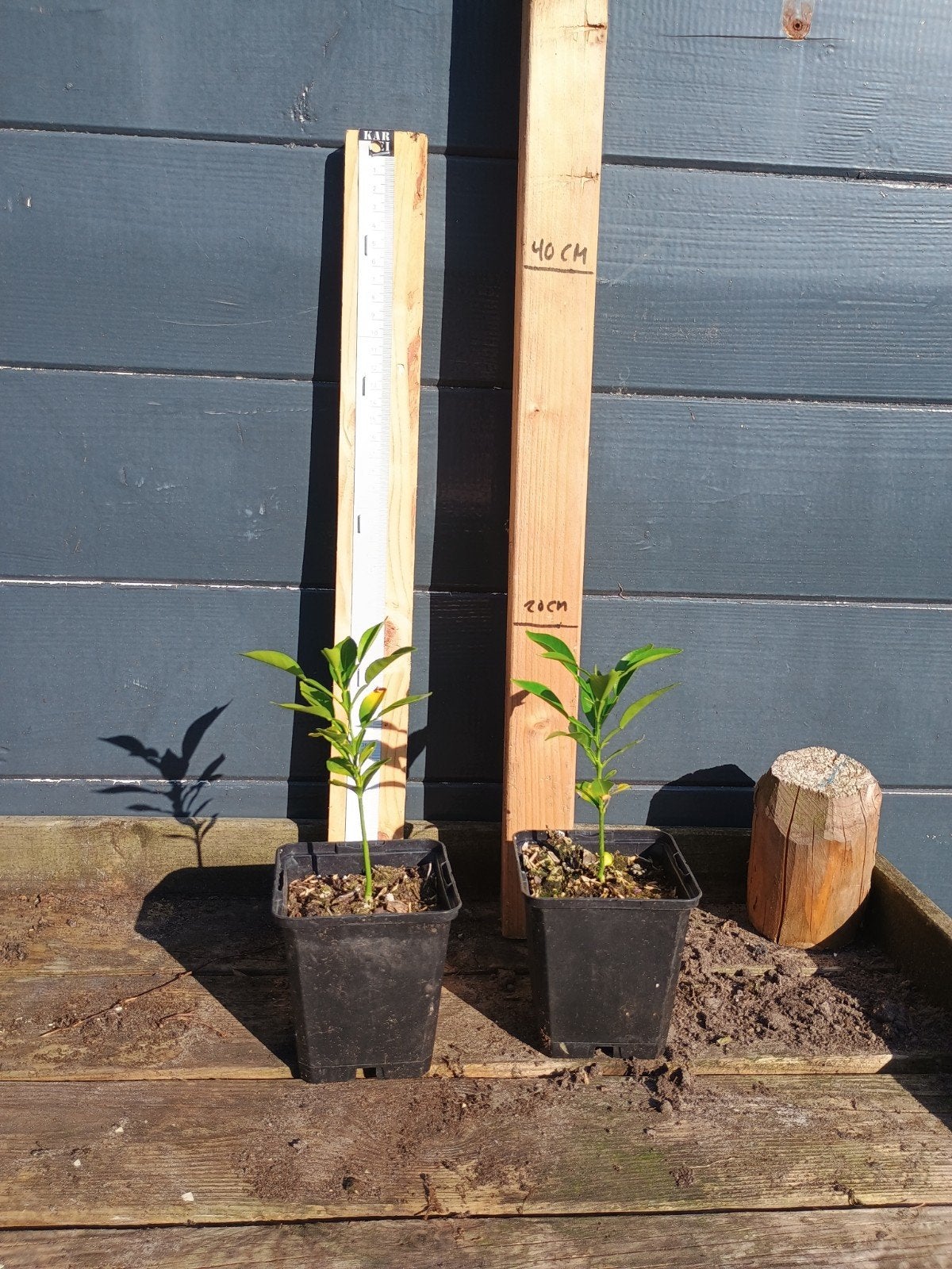 Yuzu Zaailingen - Citrus  junos, Minder dan 100 cm, Lente, Overige soorten, Volle zon