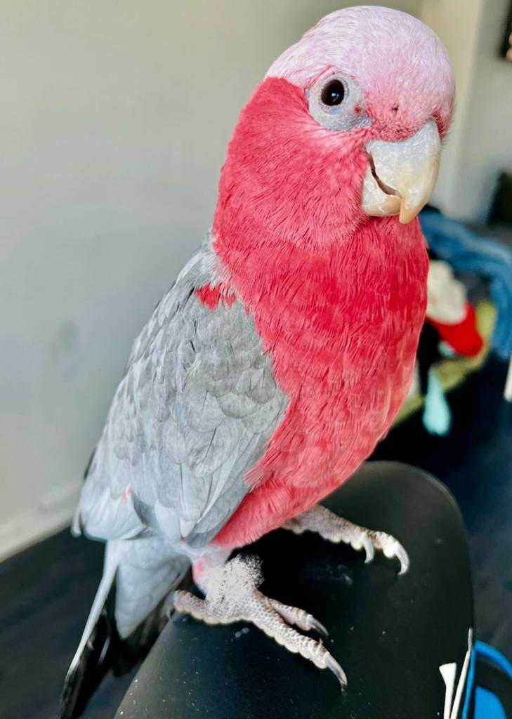 Handtamme supertamme lieve rose kaketoe te koop!, Mannelijk, Papegaai, Geringd
