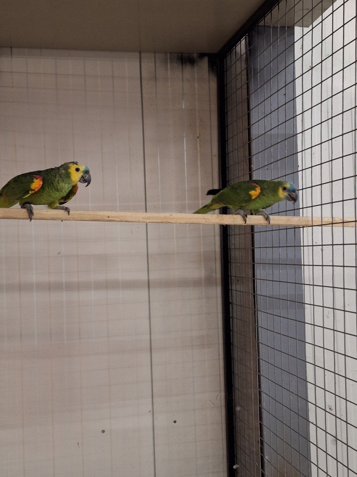 koppel blauwvoorhoofd amazones, Dieren en Toebehoren, Meerdere dieren, Papegaai