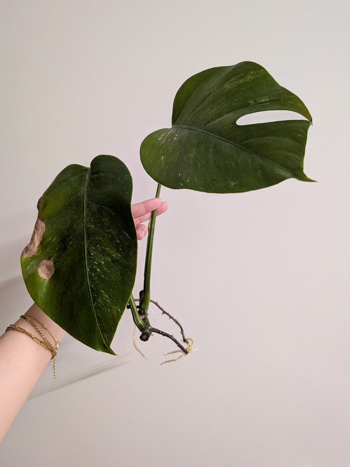 Monstera Deliciosa Variegata stek met wortels, Ophalen