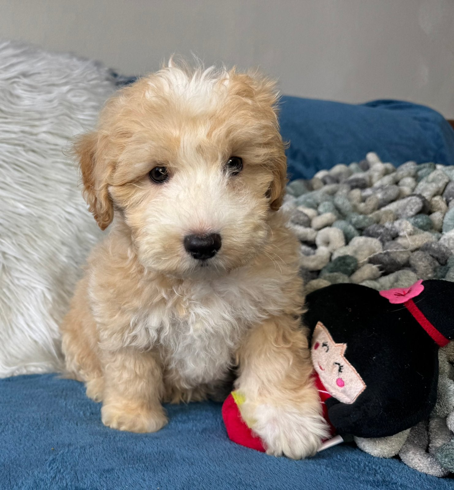 Maltipoo pups 1650€ hypo allergeen reutjes, Nederland, Parvo, Overige rassen, 8 tot 15 weken