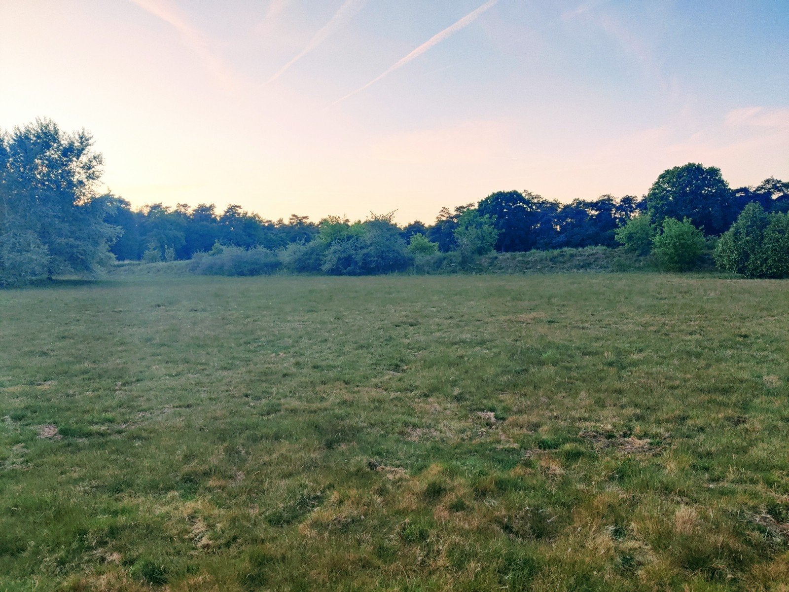 3 Hectare Natuurlijke Weide Schapen Paarden Pony Grasland, Dieren en Toebehoren, Weidegang