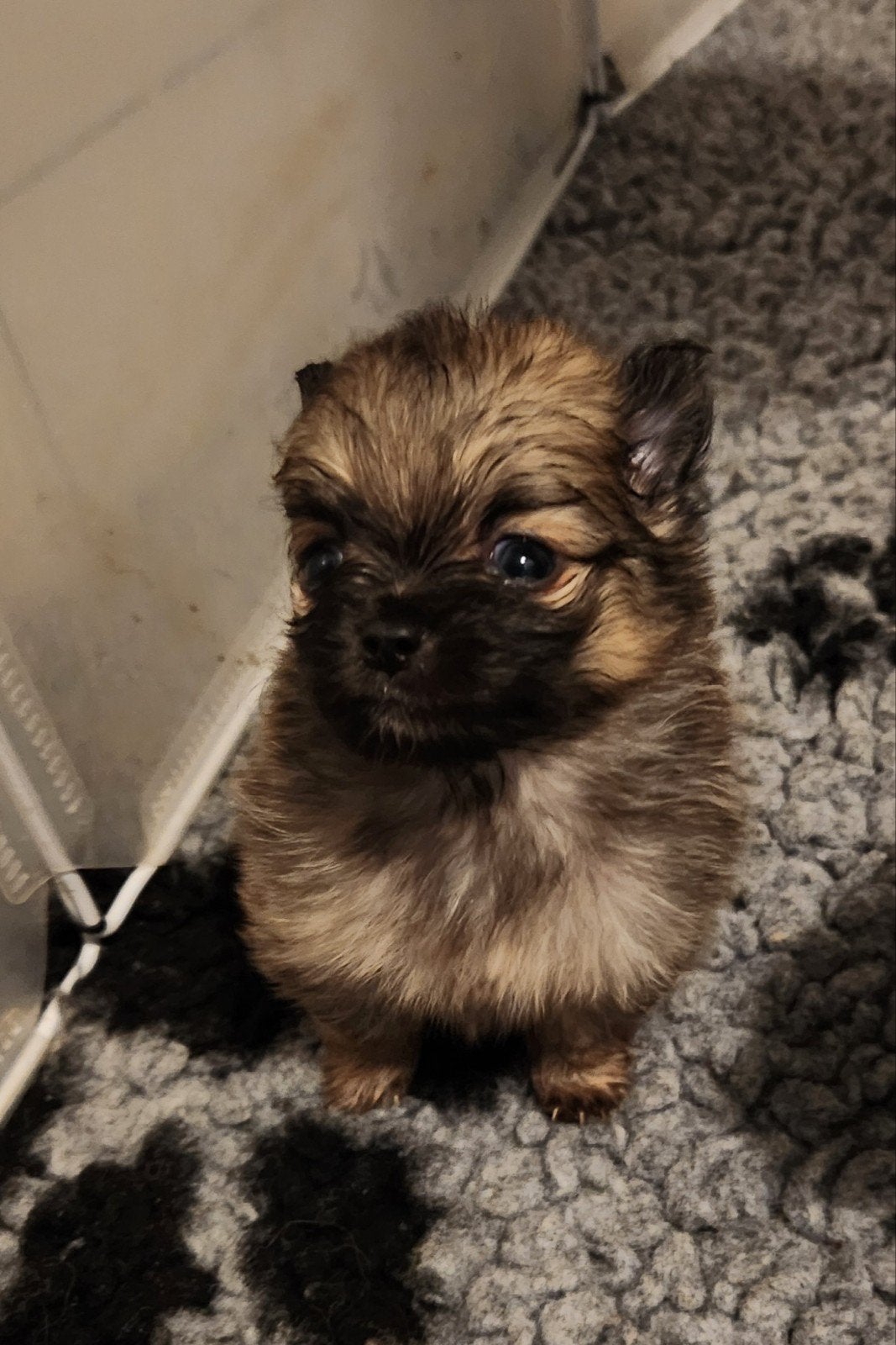 pomchi, Overige rassen, CDV (hondenziekte), 8 tot 15 weken, Meerdere